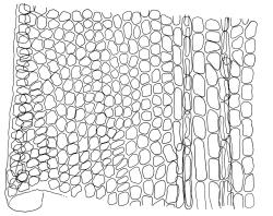 Pseudocrossidium hornschuchianum, mid laminal cells from margin (left) to costa (right), papillae omitted. Drawn from B.O. van Zanten 93.08.145, CHR 612363.
 Image: R.D. Seppelt © R.D.Seppelt All rights reserved